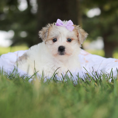 Nyla - Available 7/30
