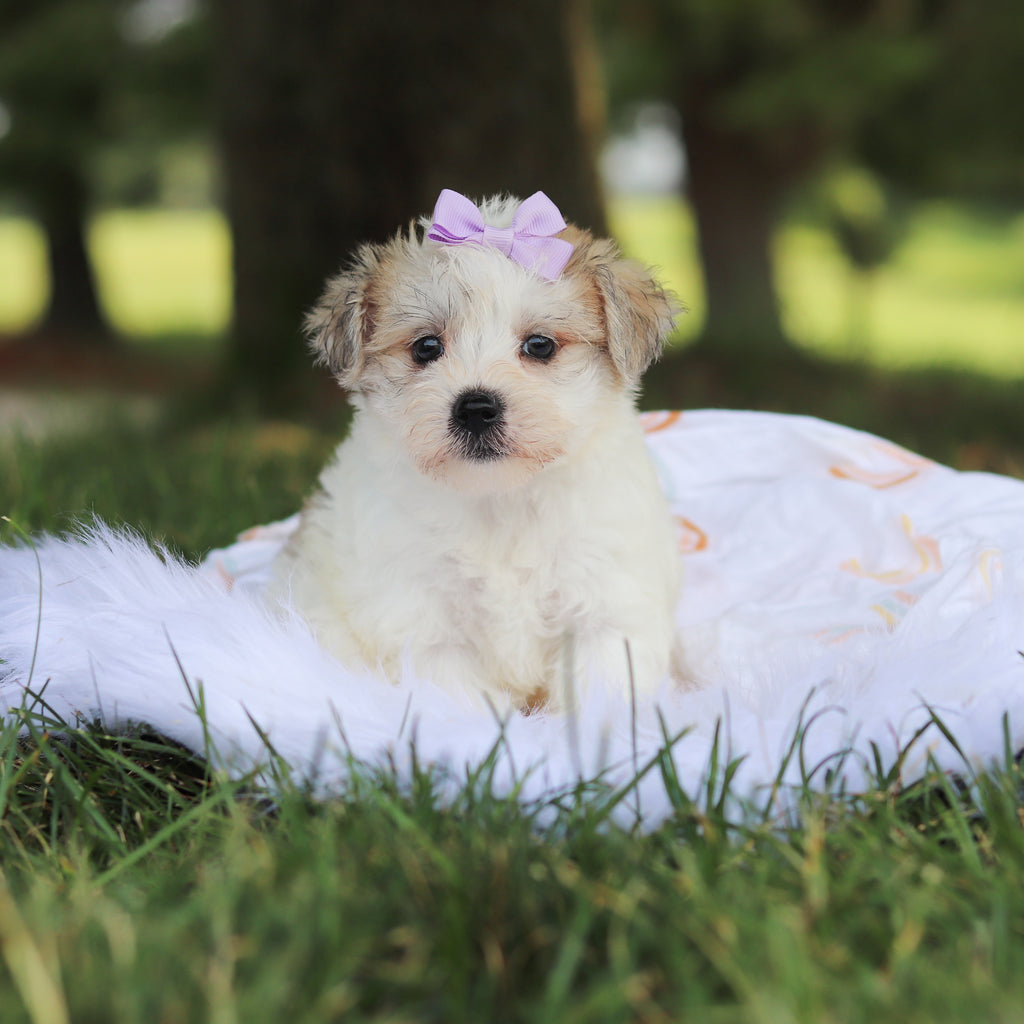 Nyla - Available 7/30