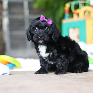 Gladys - Available 8/6