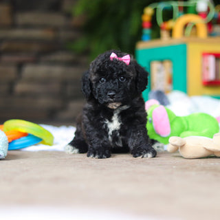 Debbie - Available 8/6