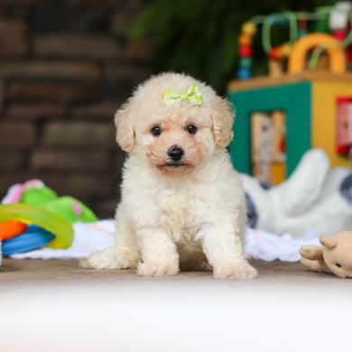Dolly - Available 8/6