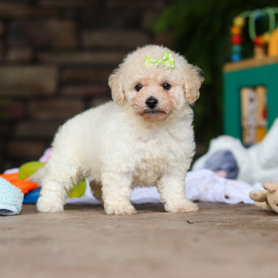 Dolly - Available 8/6
