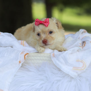 Penelope - Available 8/13