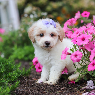 Kelsey - Available 9/17