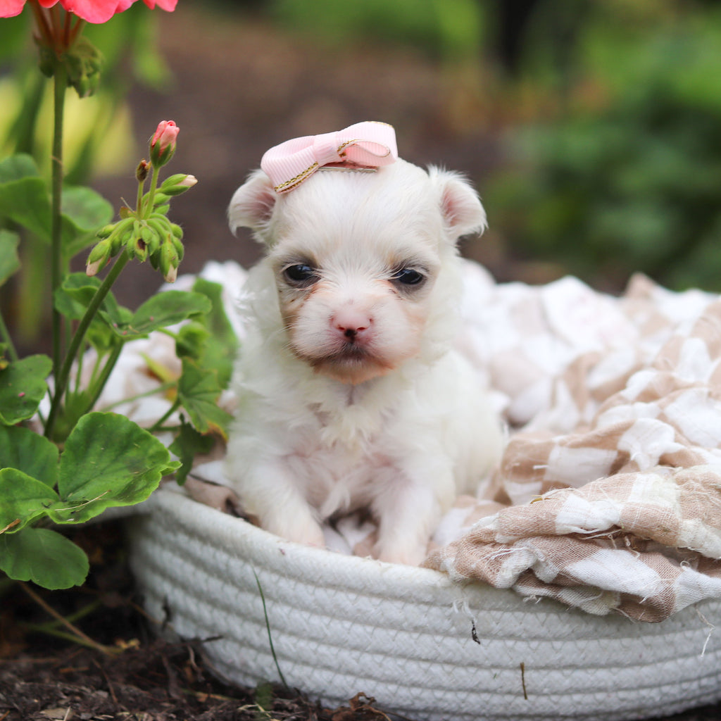 Winifred - Available 10/8