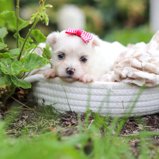 Winnie - Available 10/8