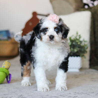 Laney - Available Now