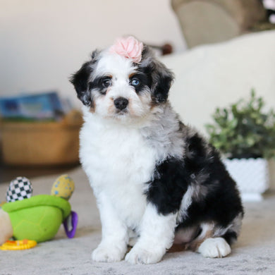 Laney - Available Now