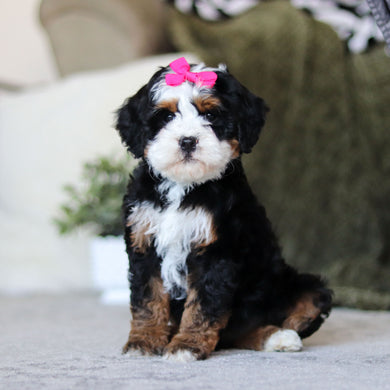 Lylah - Available Now