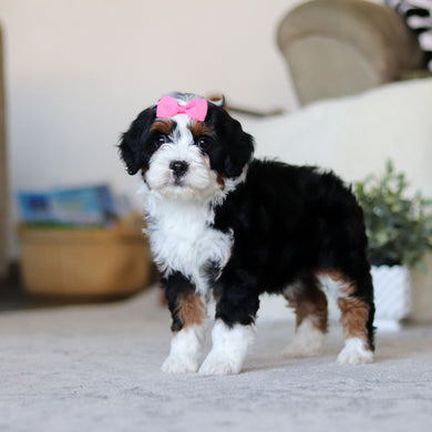 Layla - Available Now