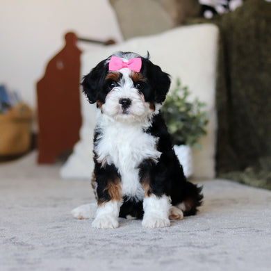 Layla - Available Now