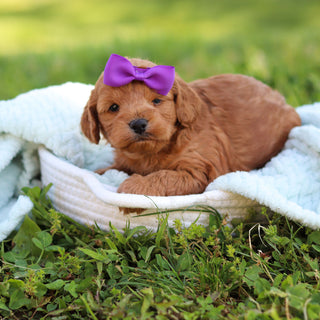 Gertie - Available 6/18