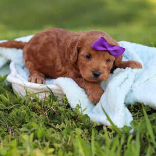 Gertie - Available 6/18