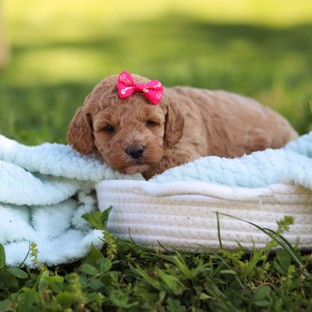 Goldie - Available 6/18