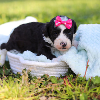 Aggie - Available 6/18