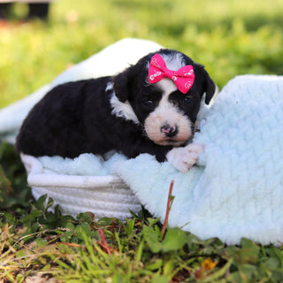 Aggie - Available 6/18