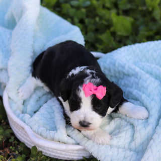 Avery - Available 6/18