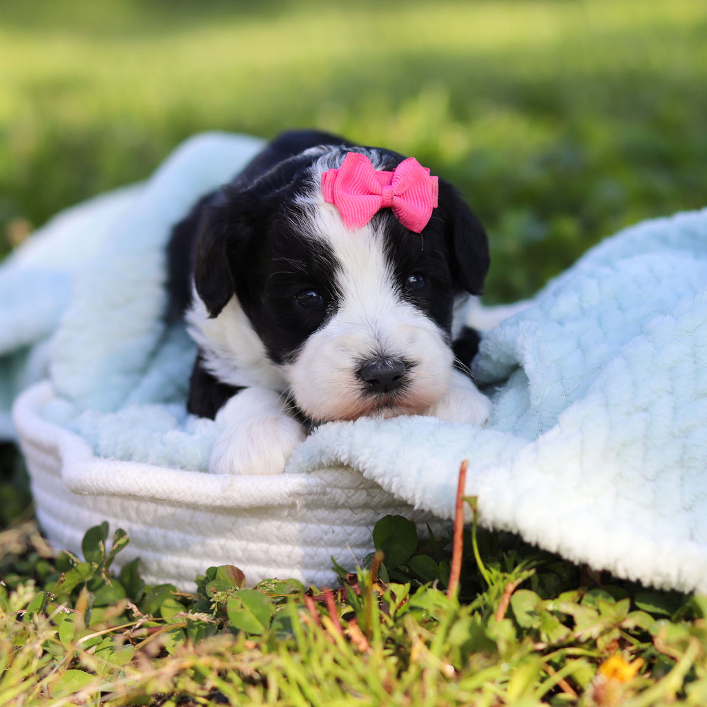 Avery - Available 6/18
