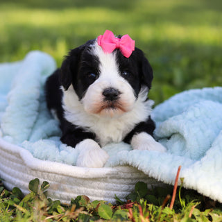 Avery - Available 6/18