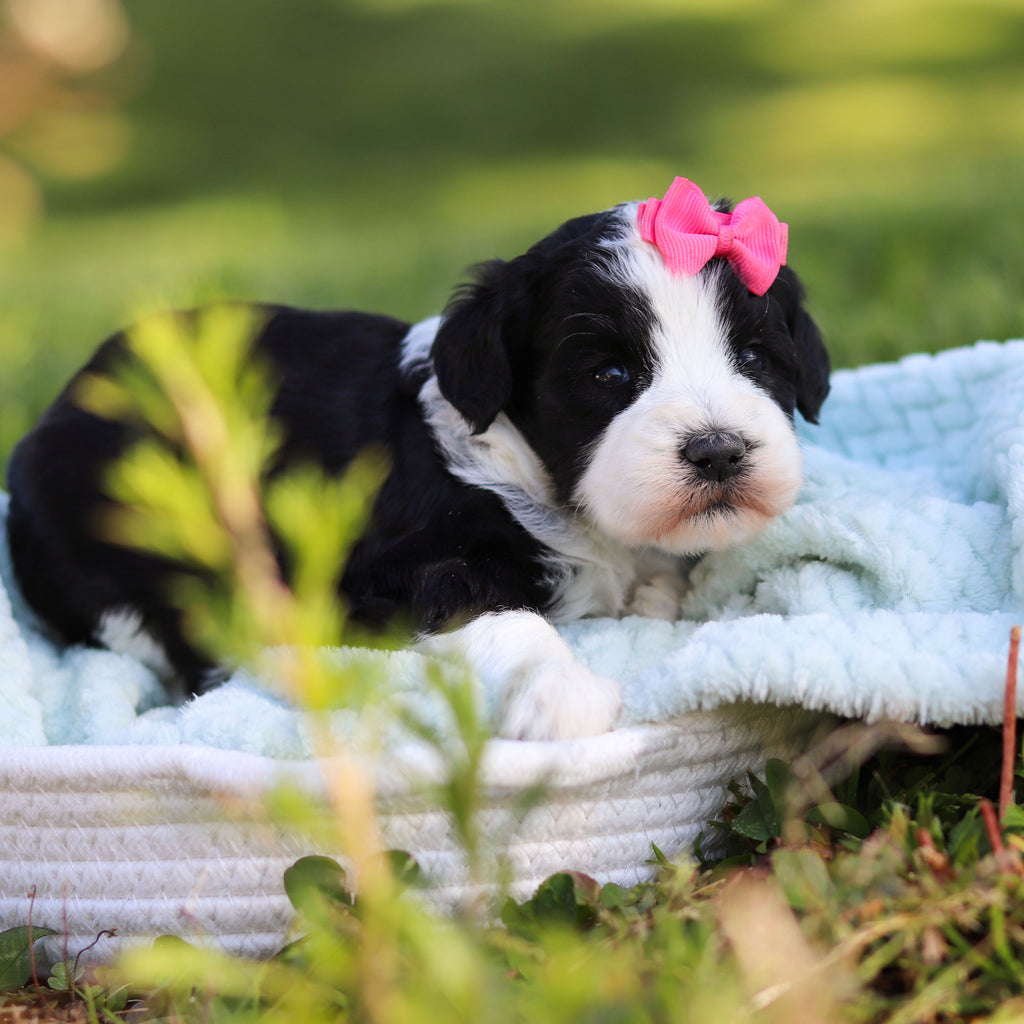 Avery - Available 6/18