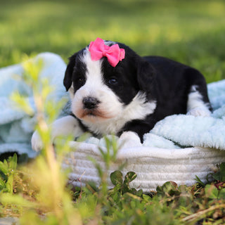 Avery - Available 6/18
