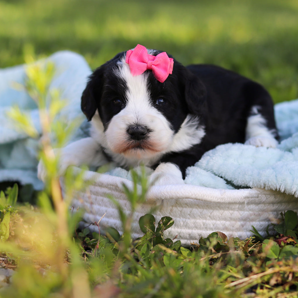 Avery - Available 6/18
