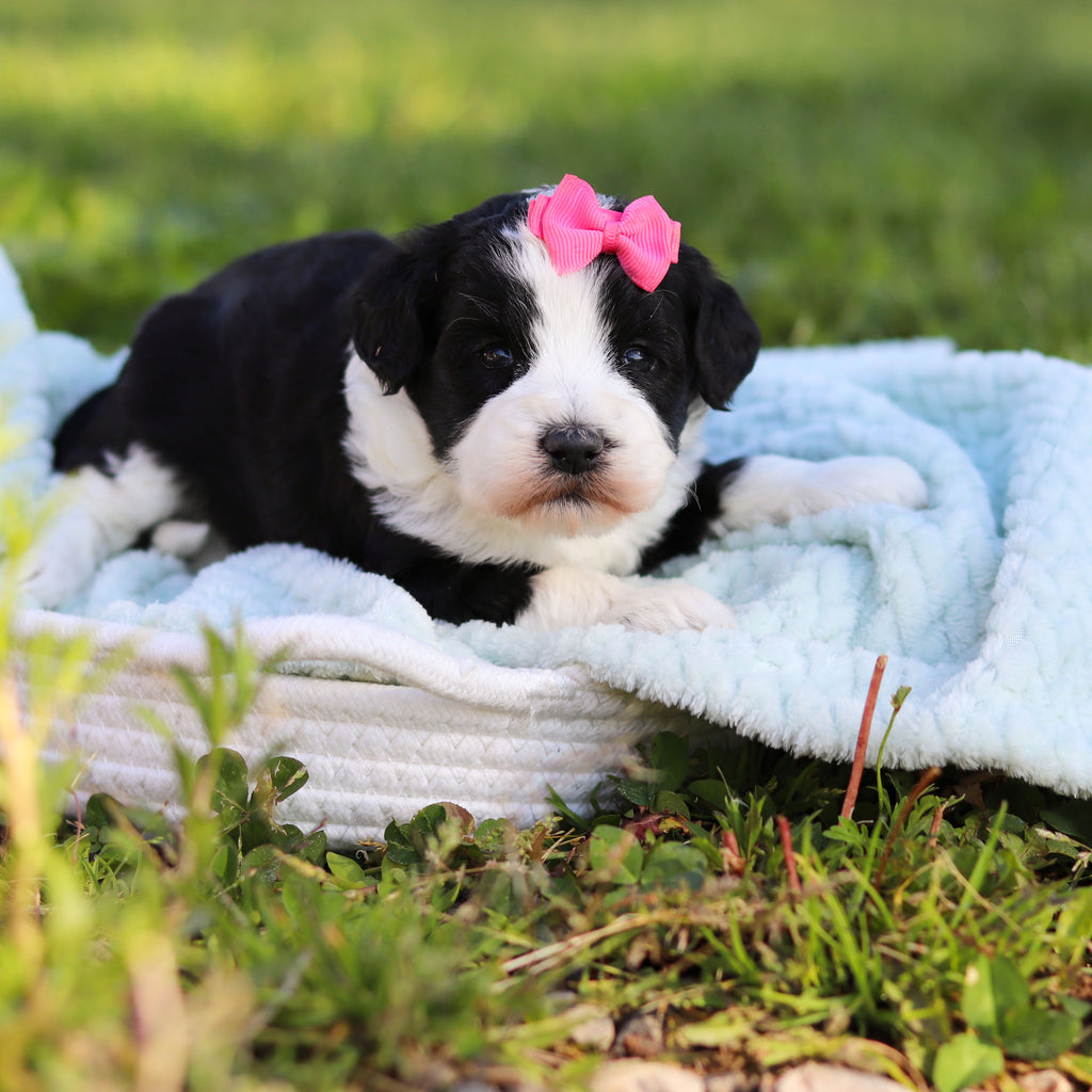 Avery - Available 6/18