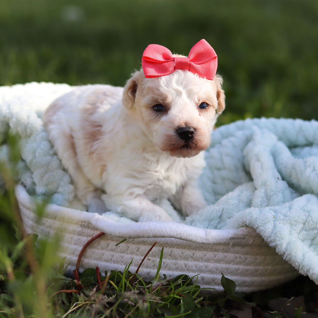 Alice - Available 6/18