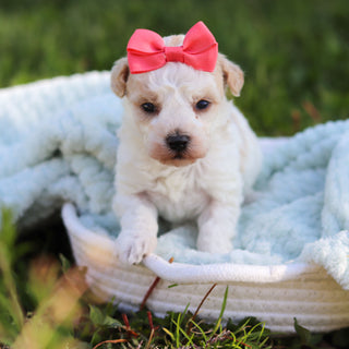 Alice - Available 6/18