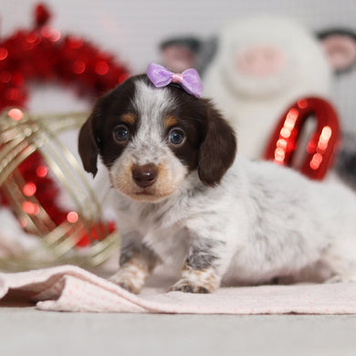 Tinsley - Available 2/26