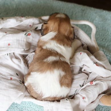 Giada - Available 8/27