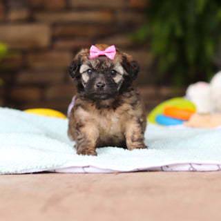 Nola - Available 8/13