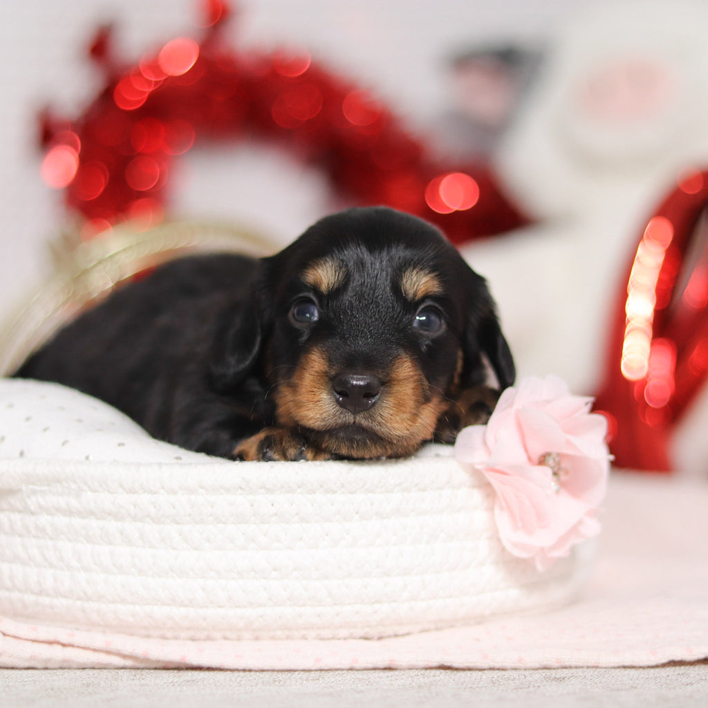 Odessa - Available 3/5