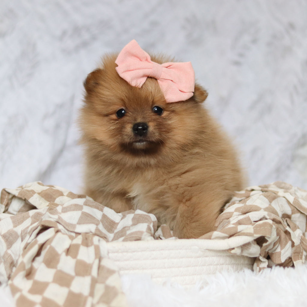 Posey - Available 2/26