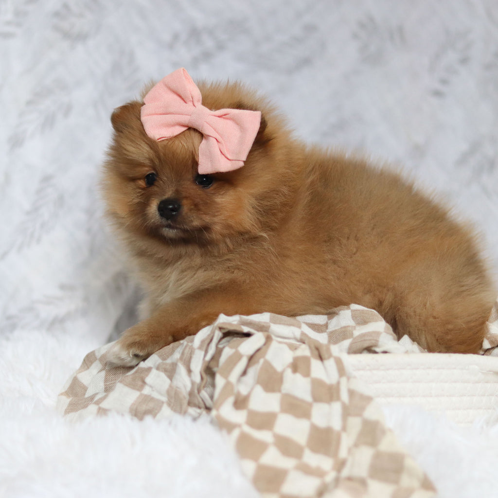 Posey - Available 2/26