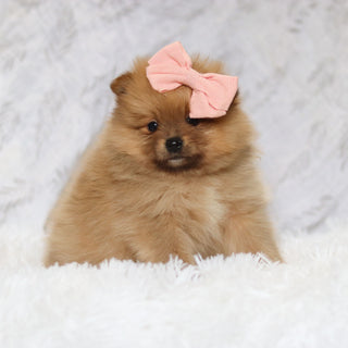 Posey - Available 2/26