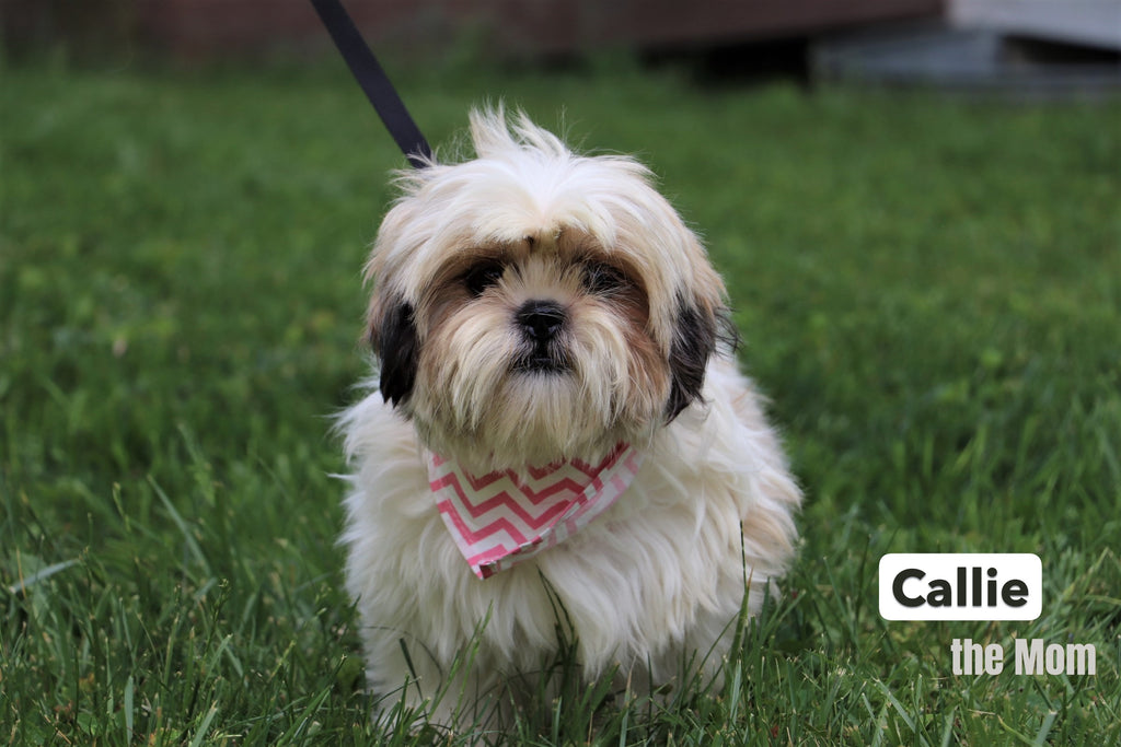 Roscoe - Available 12/31