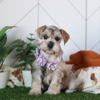 Kendra - Available 2/18