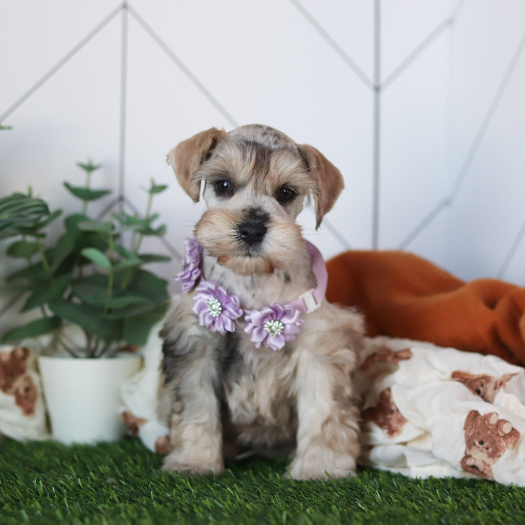 Kendra - Available 2/18