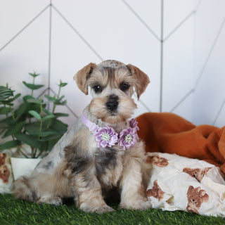 Kendra - Available 2/18