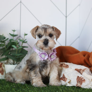 Kendra - Available 2/18