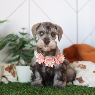 Zendaya - Available 2/18