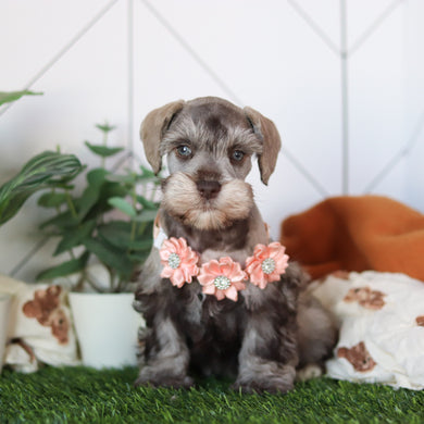 Zendaya - Available 2/18