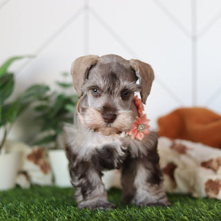 Zendaya - Available 2/18