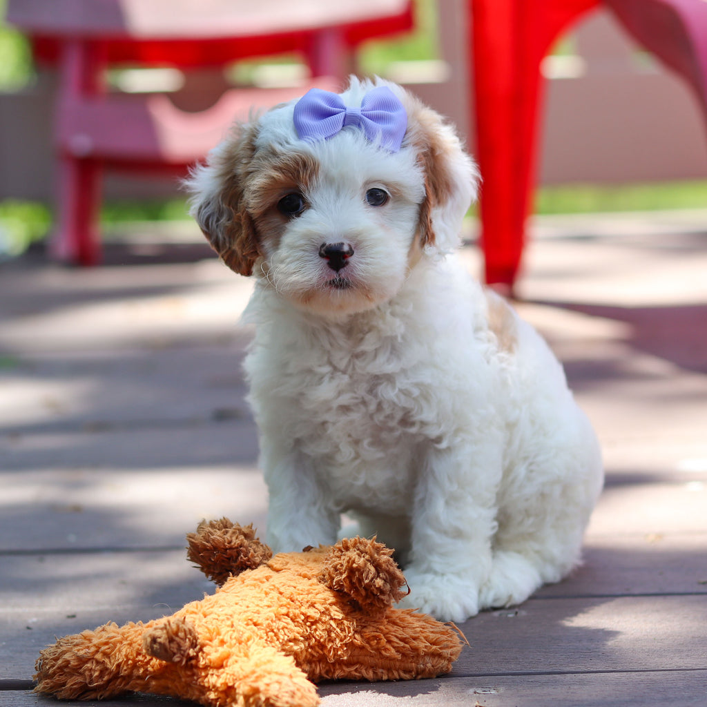 Dolly - Available 6/4