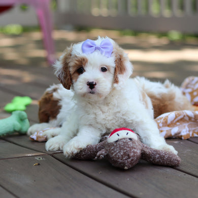 Dolly - Available 6/5