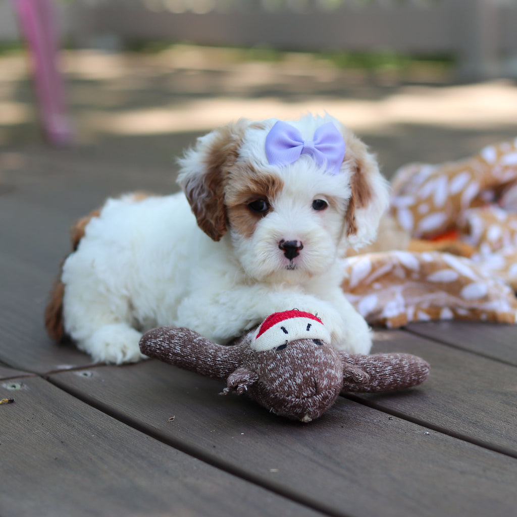 Dolly - Available 6/4