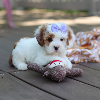 Dolly - Available 6/4