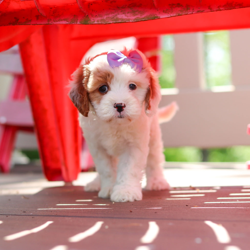 Dolly - Available 6/4