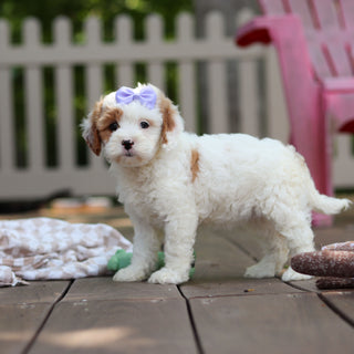 Dolly - Available 6/4
